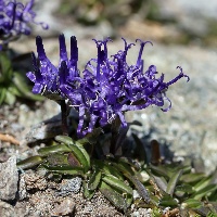 Phyteuma globulariifolium subsp pedemontanum
